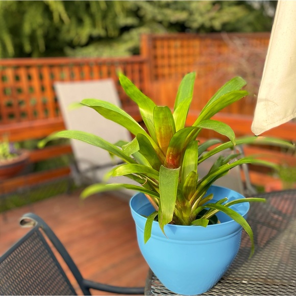 🫐 NWT Periwinkle Blue 10” Planter Flower Pot - Picture 5 of 10